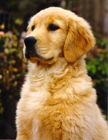 annie