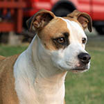 annie