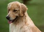 sherwood golden retrievers 