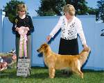 sherwood golden retrievers 
