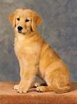 sherwood golden retrievers 