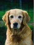 sherwood golden retrievers 