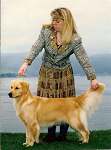 sherwood golden retrievers 