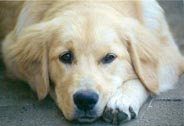 sherwood golden retrievers 