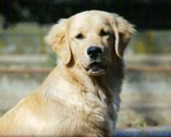 sherwood golden retrievers 
