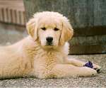 sherwood golden retrievers 
