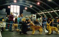 sherwood golden retrievers 