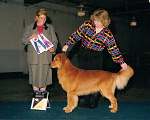 sherwood golden retrievers 