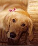 sherwood golden retrievers 