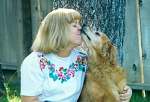 sherwood golden retrievers 