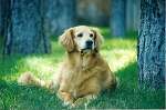 sherwood golden retrievers