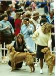 sherwood golden retrievers 