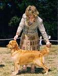 sherwood golden retrievers 