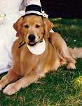 sherwood golden retrievers 