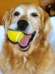 sherwood golden retrievers 