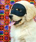sherwood golden retrievers 