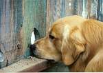 sherwood golden retrievers 
