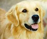 sherwood golden retrievers 