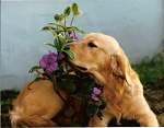 sherwood golden retrievers 