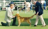 sherwood golden retrievers 