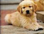 sherwood golden retrievers 
