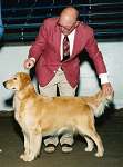 sherwood golden retrievers 