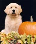 sherwood golden retrievers 