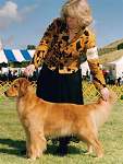 sherwood golden retrievers 