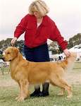 sherwood golden retrievers 