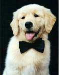 sherwood golden retrievers 