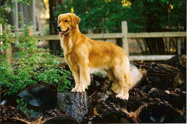 sherwood goldens