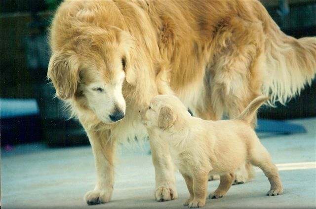 sherwood goldens