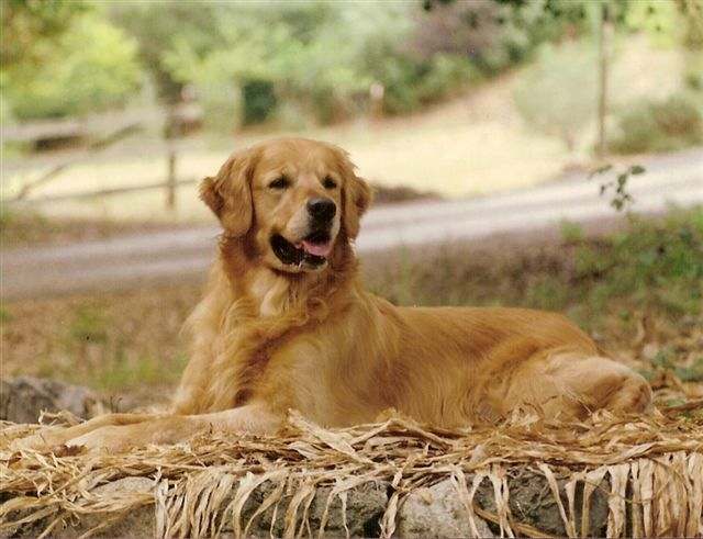 sherwood goldens