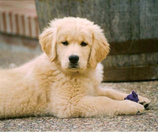 sherwood goldens