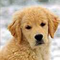 sherwood goldens justice for diva