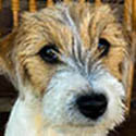 sherwood russell terriers